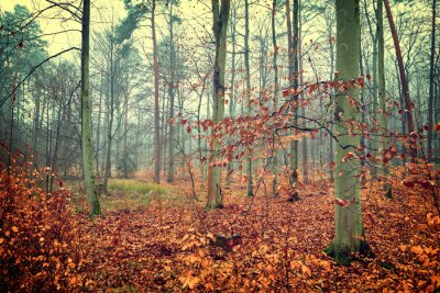 Fototapete Herbstbäume im kleinen Wald