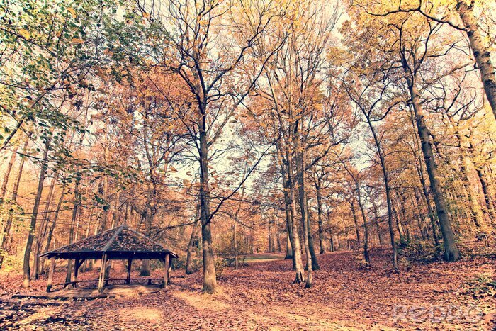 Fototapete Herbstbäume im Wald