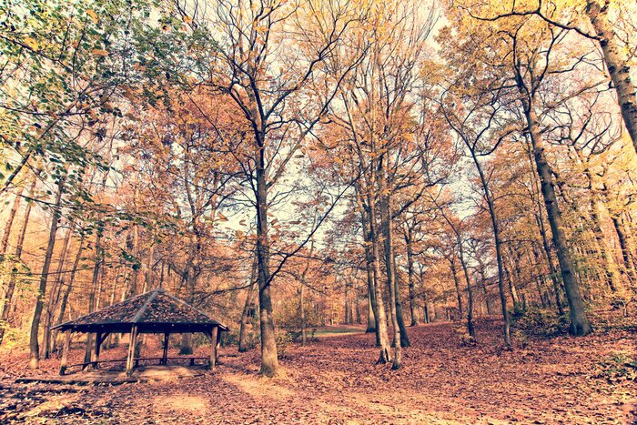 Fototapete Herbstbäume im Wald