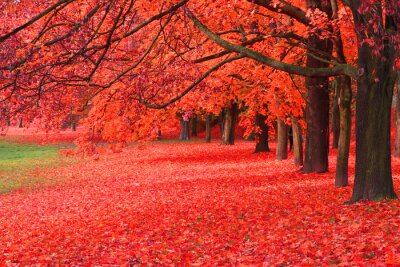 Herbstbäume mit roten Blättern
