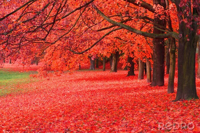 Fototapete Herbstbäume mit roten Blättern