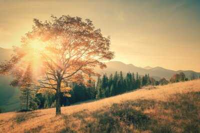 Fototapete Herbstbaum und Sonne