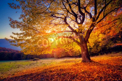 Fototapete Herbstbaum und Sonnenaufgang