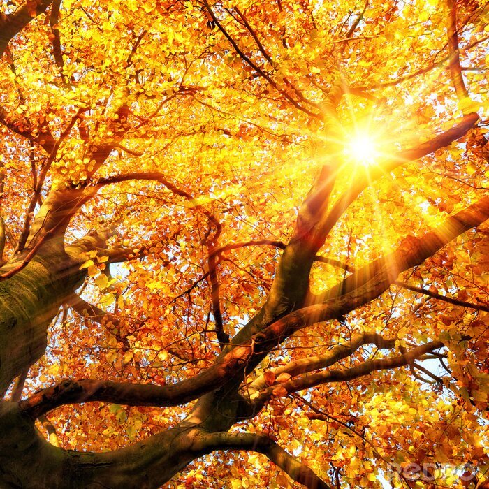 Fototapete Herbstbaum und Sonnenstrahlen