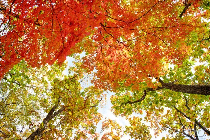 Fototapete Herbstblätter an Bäumen