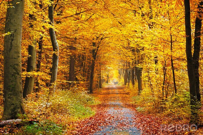 Fototapete Herbstfarben in einem von einer Straße durchquerten Wald