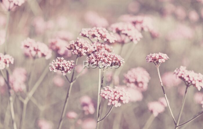 Fototapete Herbstfeld mit rosa Blumen