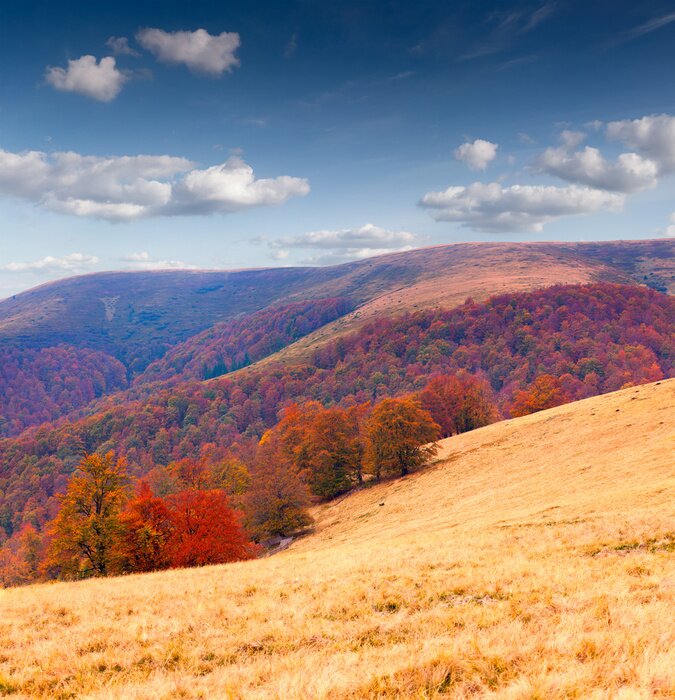 Fototapete Herbstfelder und Bäume