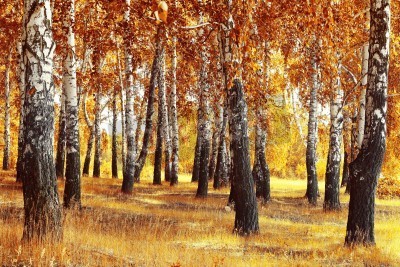 Fototapete Herbstlandschaft mit Birken