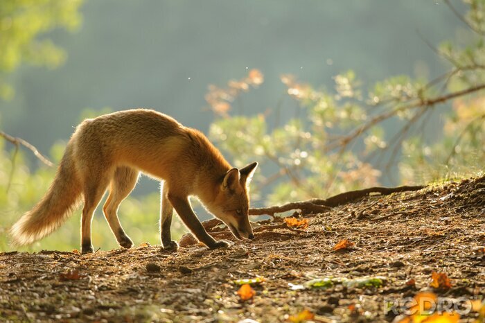 Fototapete Herbstlandschaft mit einem Fuchs