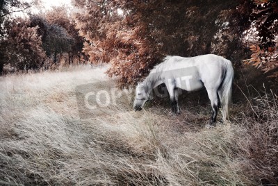 Fototapete Herbstlandschaft mit einem pferd