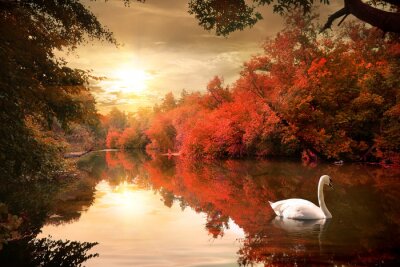 Fototapete Herbstlandschaft mit einem Schwan