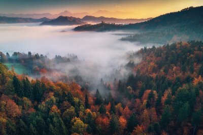 Fototapete Herbstlandschaft Morgenwald im Nebel