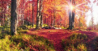 Fototapete Herbstlandschaft Wald am Morgen mit bunten Blättern