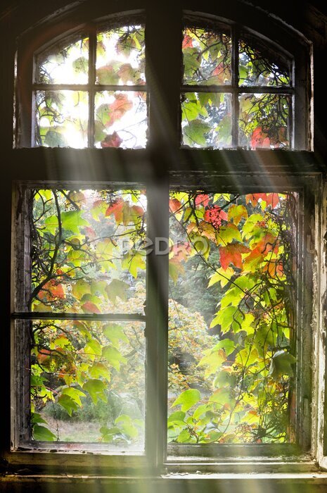 Fototapete Herbstlaub am Fenster
