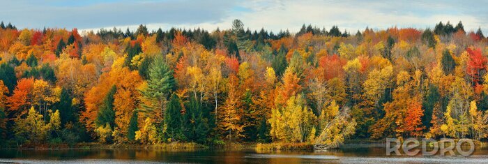 Fototapete Herbstlaub in verschiedenen Farben