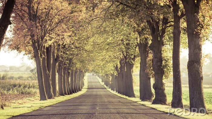 Fototapete Herbstliche Bäume Retro