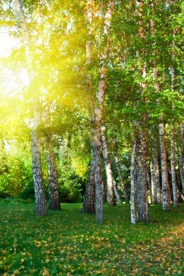 Fototapete Herbstliche Birken und Blätter am Boden