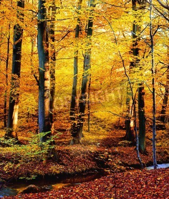 Fototapete Herbstliche Birkenfarben