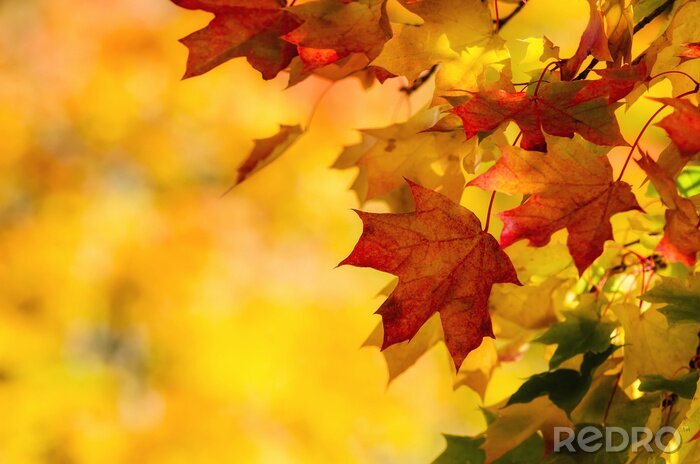 Fototapete Herbstliche Blätter