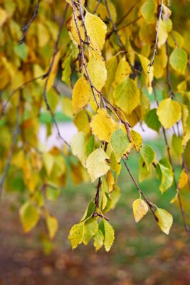 Fototapete Herbstliche Blätter auf Birke