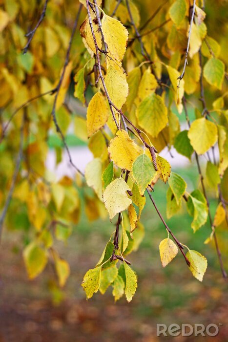 Fototapete Herbstliche Blätter auf Birke