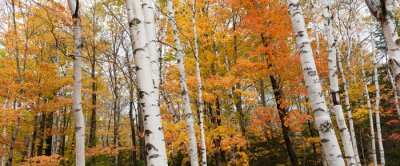 Fototapete Herbstliche Blätter auf Birken