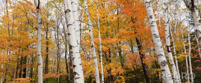 Fototapete Herbstliche Blätter auf Birken
