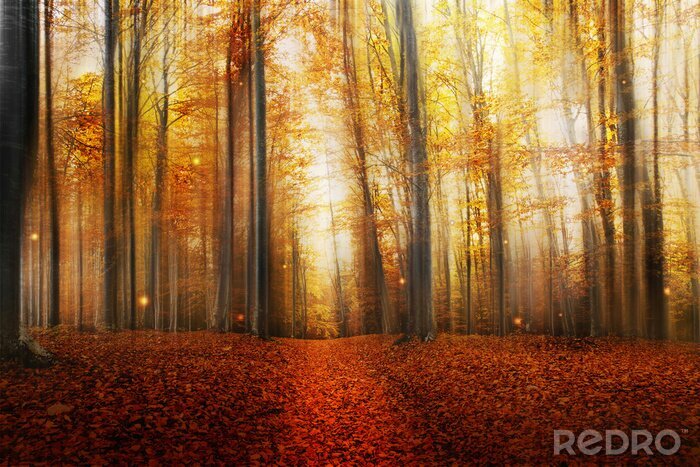 Fototapete Herbstliche farben des waldes