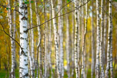 Fototapete Herbstliche junge Birken