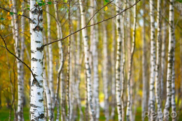 Fototapete Herbstliche junge Birken