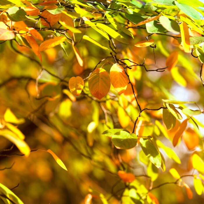 Fototapete Herbstliche Natur