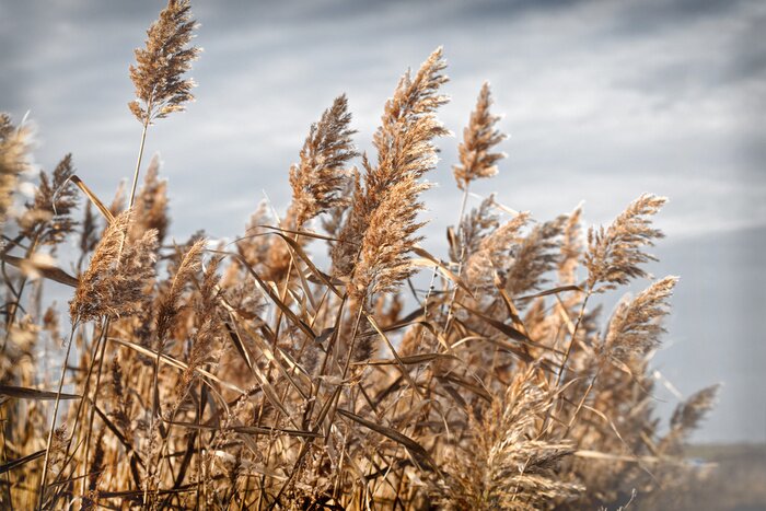 Fototapete Herbstliche Natur