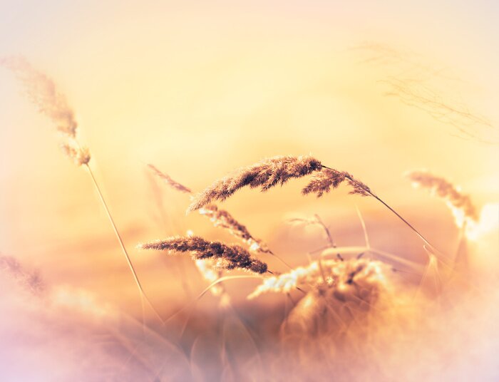 Fototapete Herbstliche Natur in Sonne