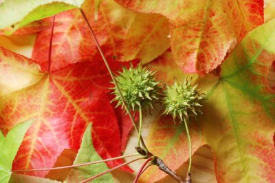 Fototapete Herbstliche Natur mit Blättern