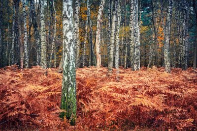 Fototapete Herbstliche Pflanzen und Birken