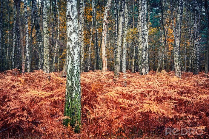 Fototapete Herbstliche Pflanzen und Birken