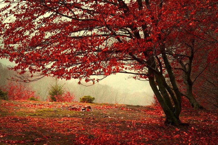 Fototapete Herbstlicher Baum im schönen Park