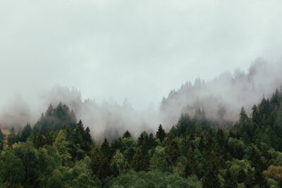 Fototapete Herbstlicher wald in nebel gehüllt