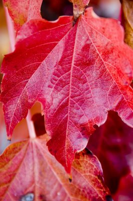 Fototapete Herbstliches Blatt als Natur