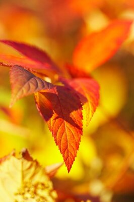 Fototapete Herbstliches Blatt unter Natur
