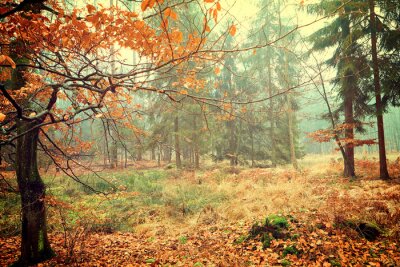 Fototapete Herbstlichtung im Wald