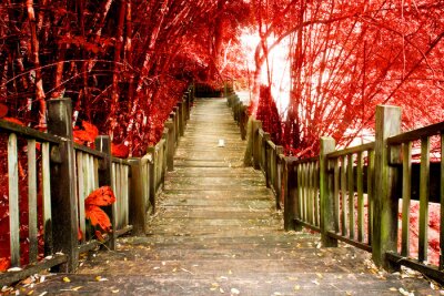 Fototapete Herbstspaziergang Treppensteigen