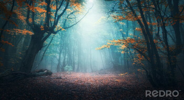Fototapete Herbstwald Fantasy