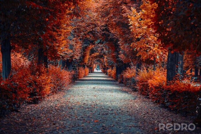 Fototapete Herbstwald und Blätter