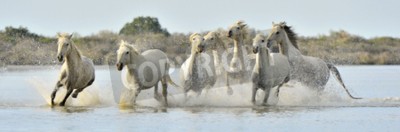Fototapete Herde laufender wildpferde