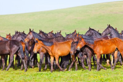 Fototapete Herde wilder pferde auf einer lichtung