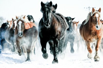 Herde wilder pferde im schnee