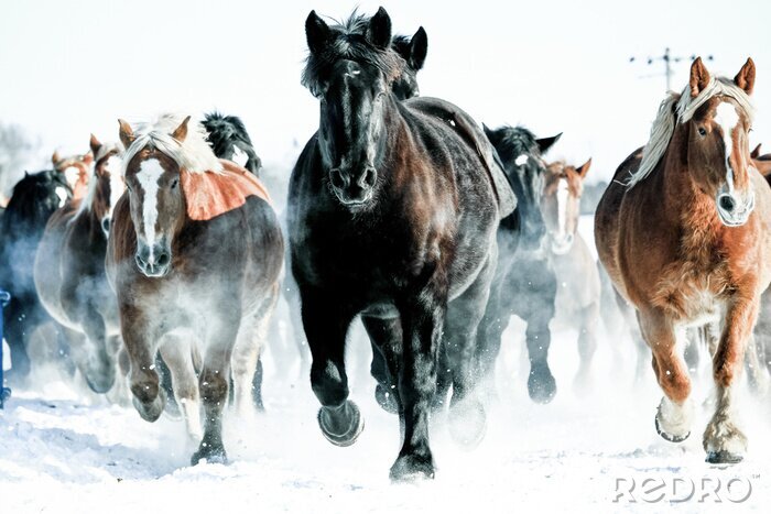 Fototapete Herde wilder pferde im schnee