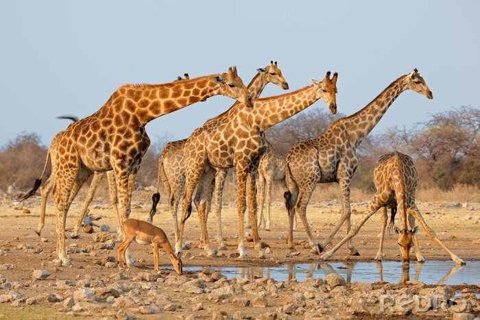 Fototapete Herde wunderschöner Giraffen